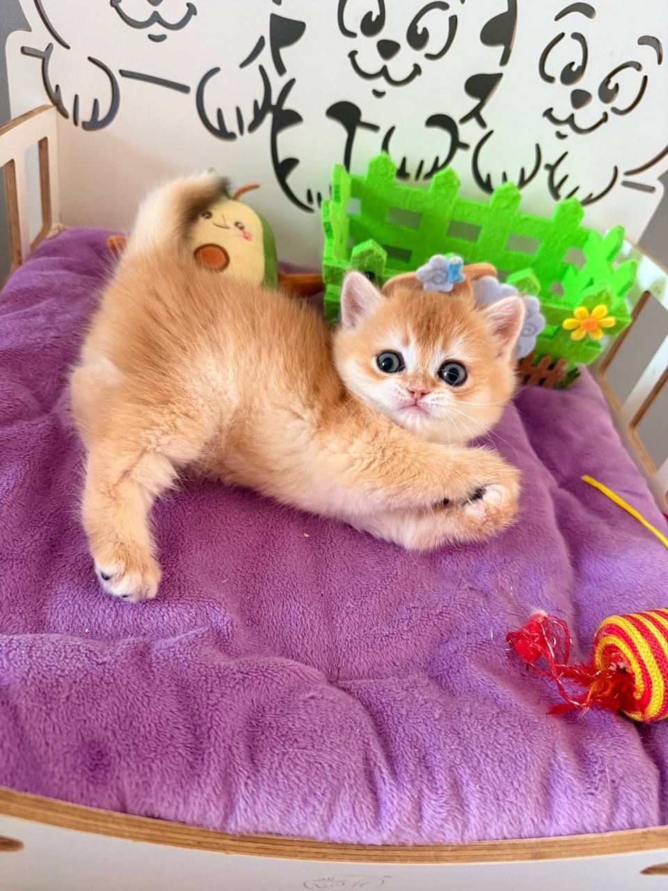 Котята шотландские Scottish