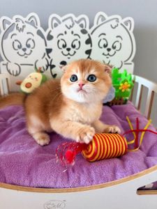 Котята шотландские Scottish