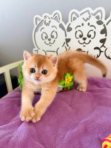Котята шотландские Scottish
