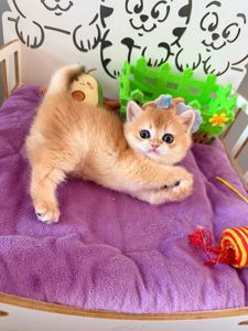 Котята шотландские Scottish