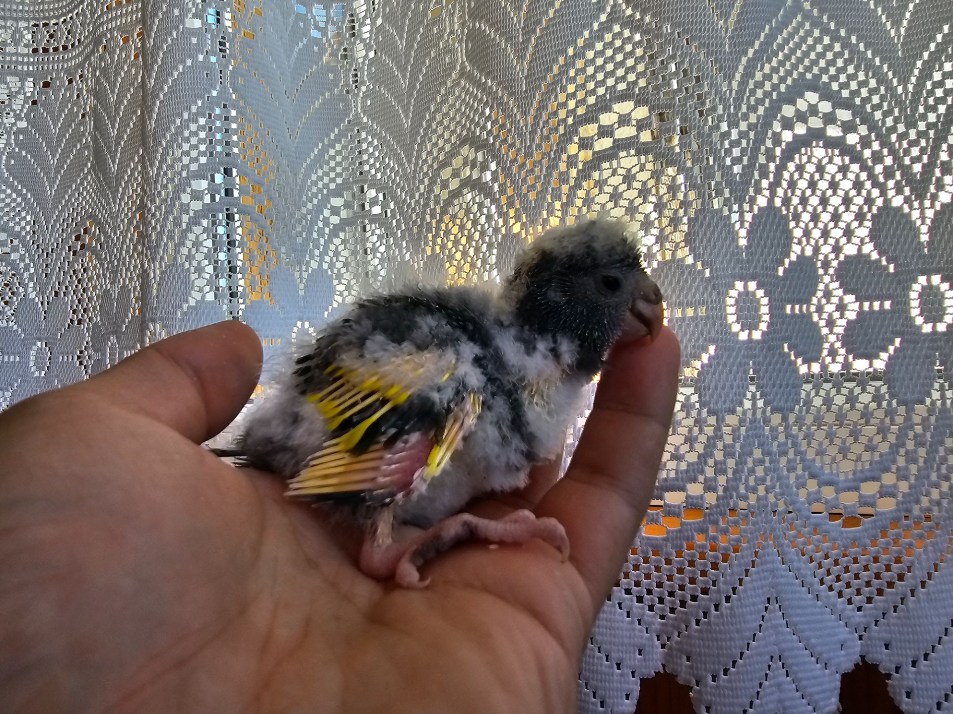 Какаріки папуги
