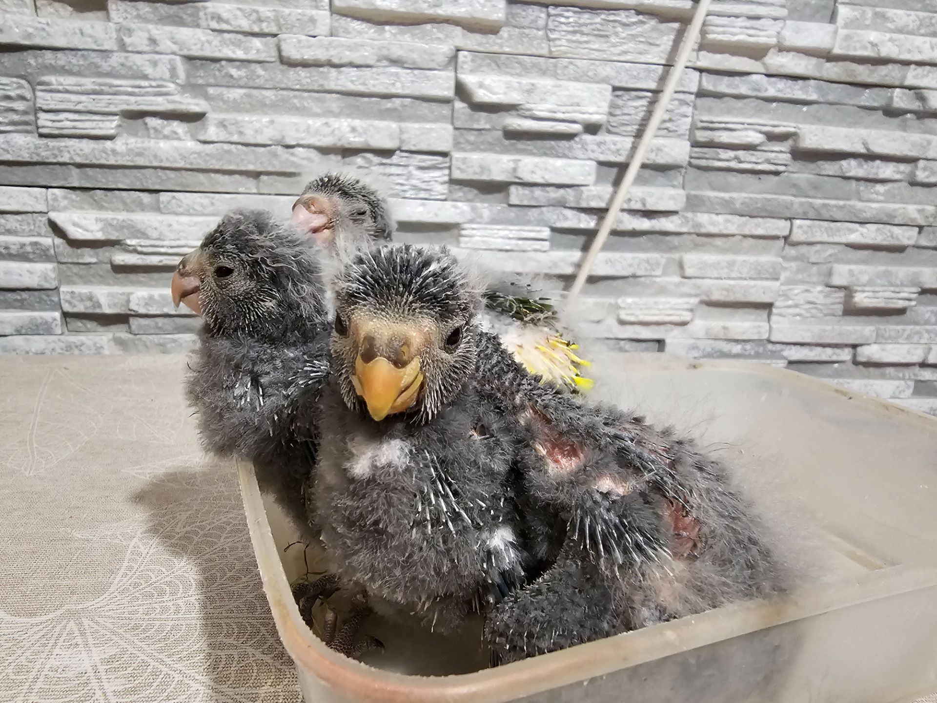 Какаріки папуги