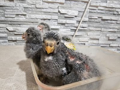 Какаріки папуги