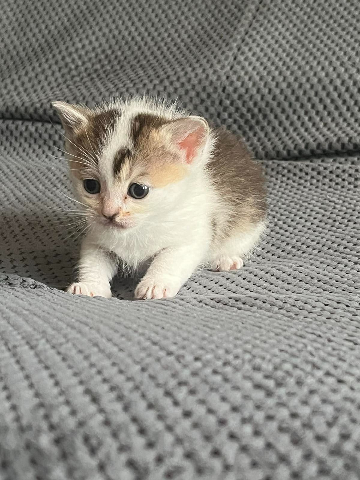 Котята золотой шиншиллы
