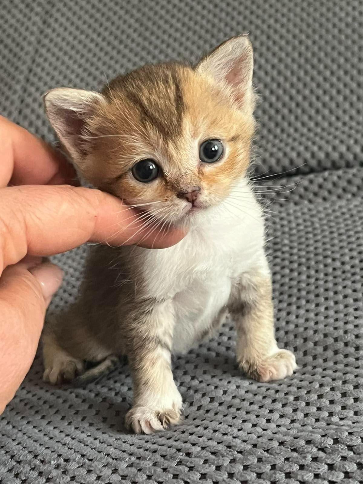 Котята золотой шиншиллы