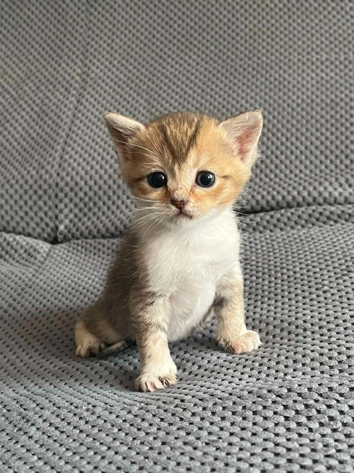 Котята золотой шиншиллы