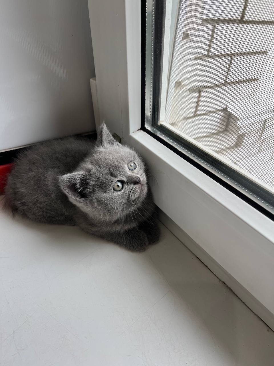 Розводим котят(спойлер не у воде)😅