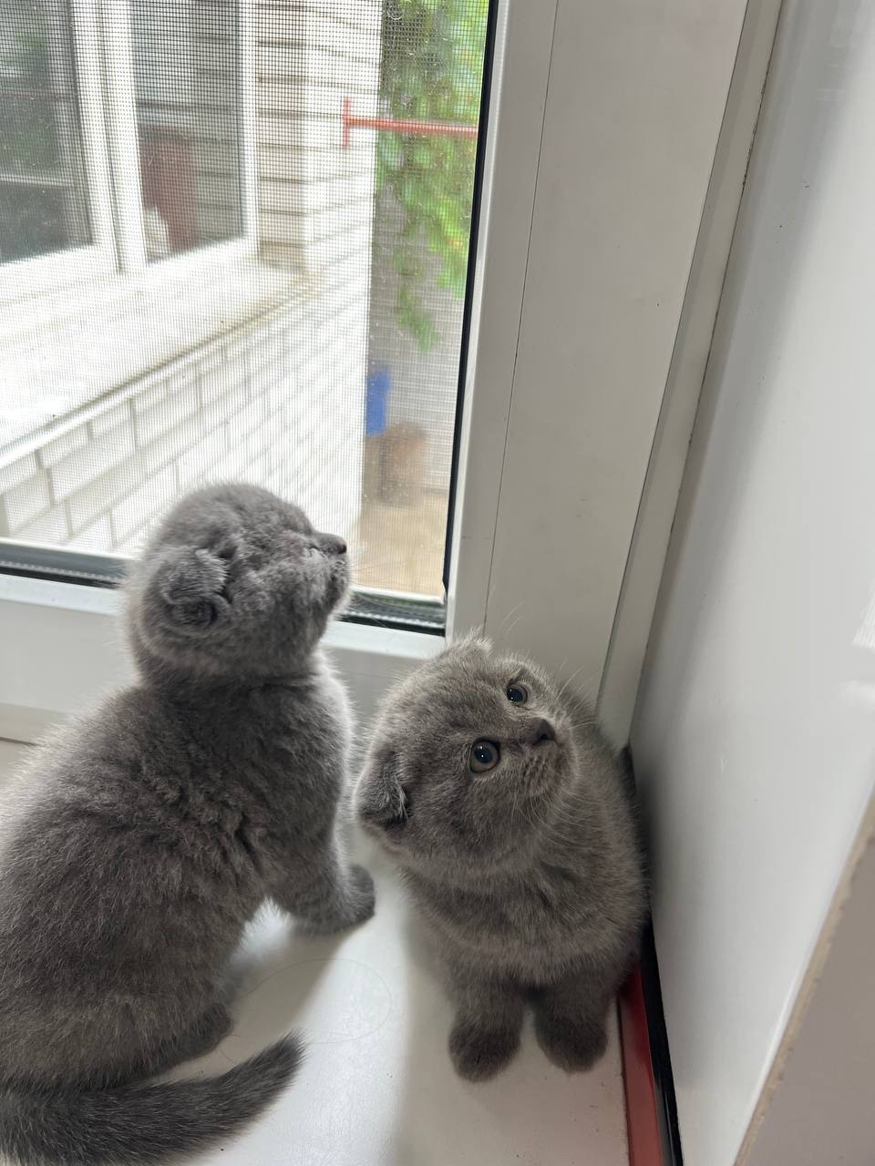 Розводим котят(спойлер не у воде)😅