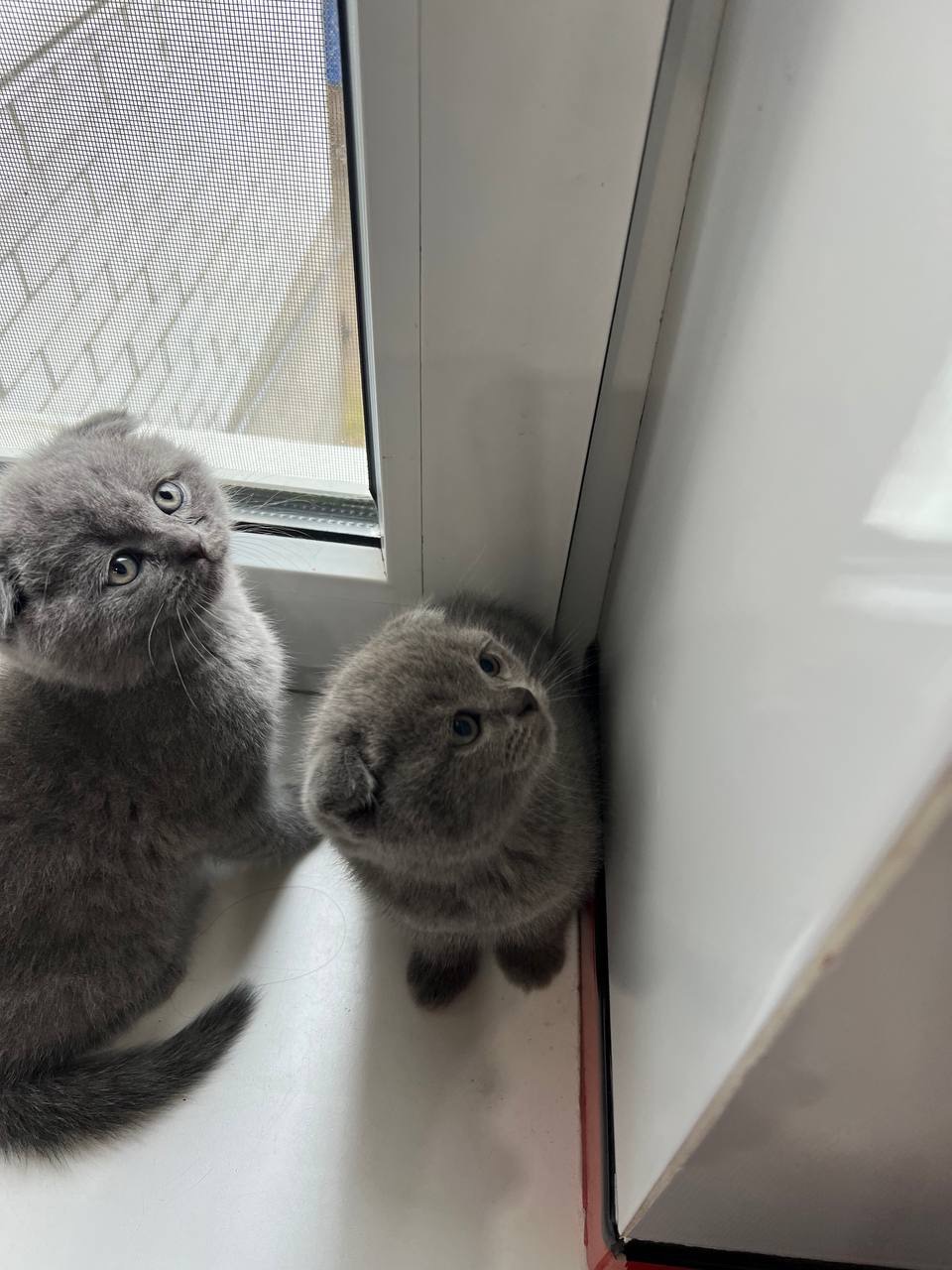 Розводим котят(спойлер не у воде)😅