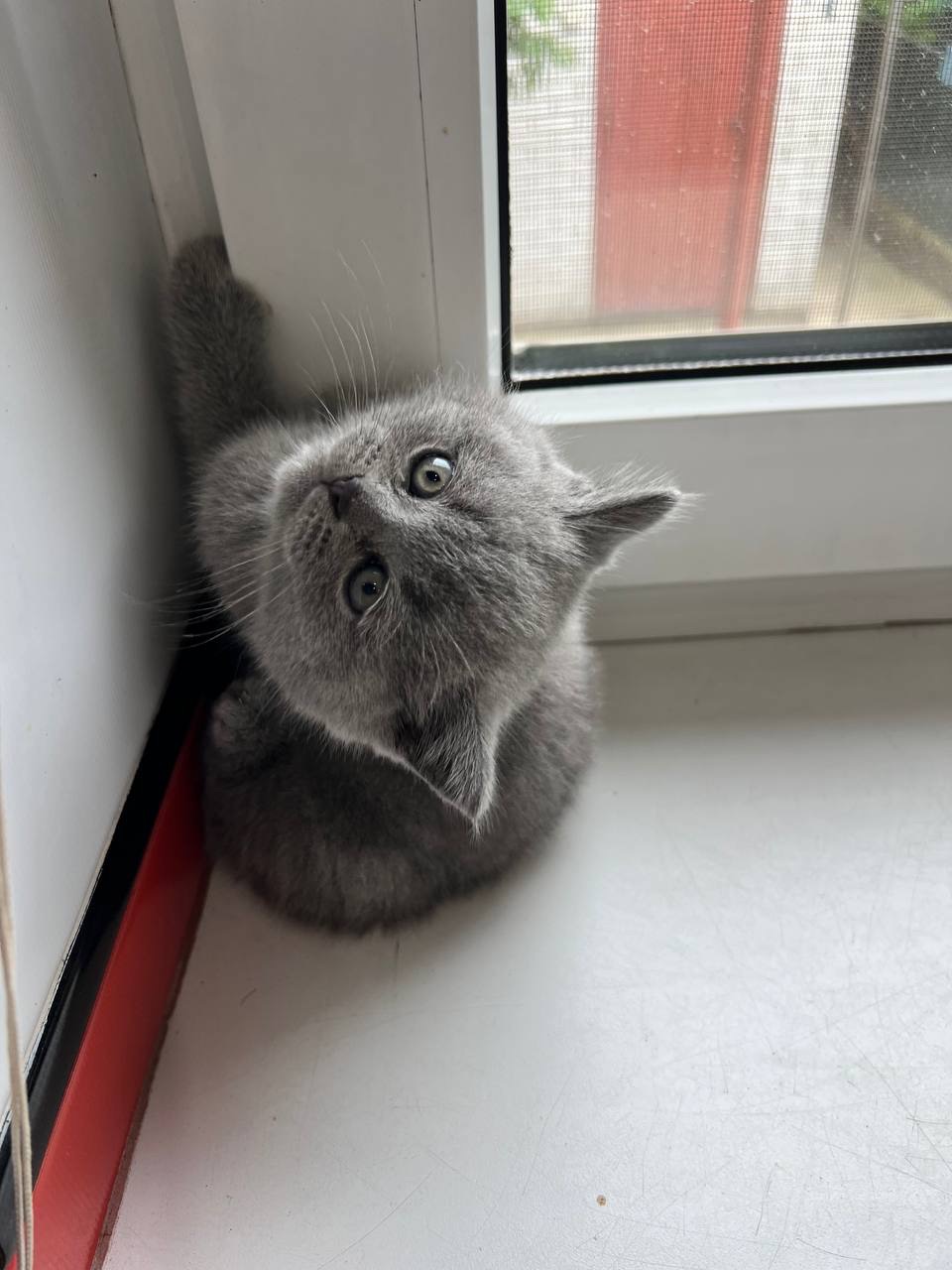 Розводим котят(спойлер не у воде)😅