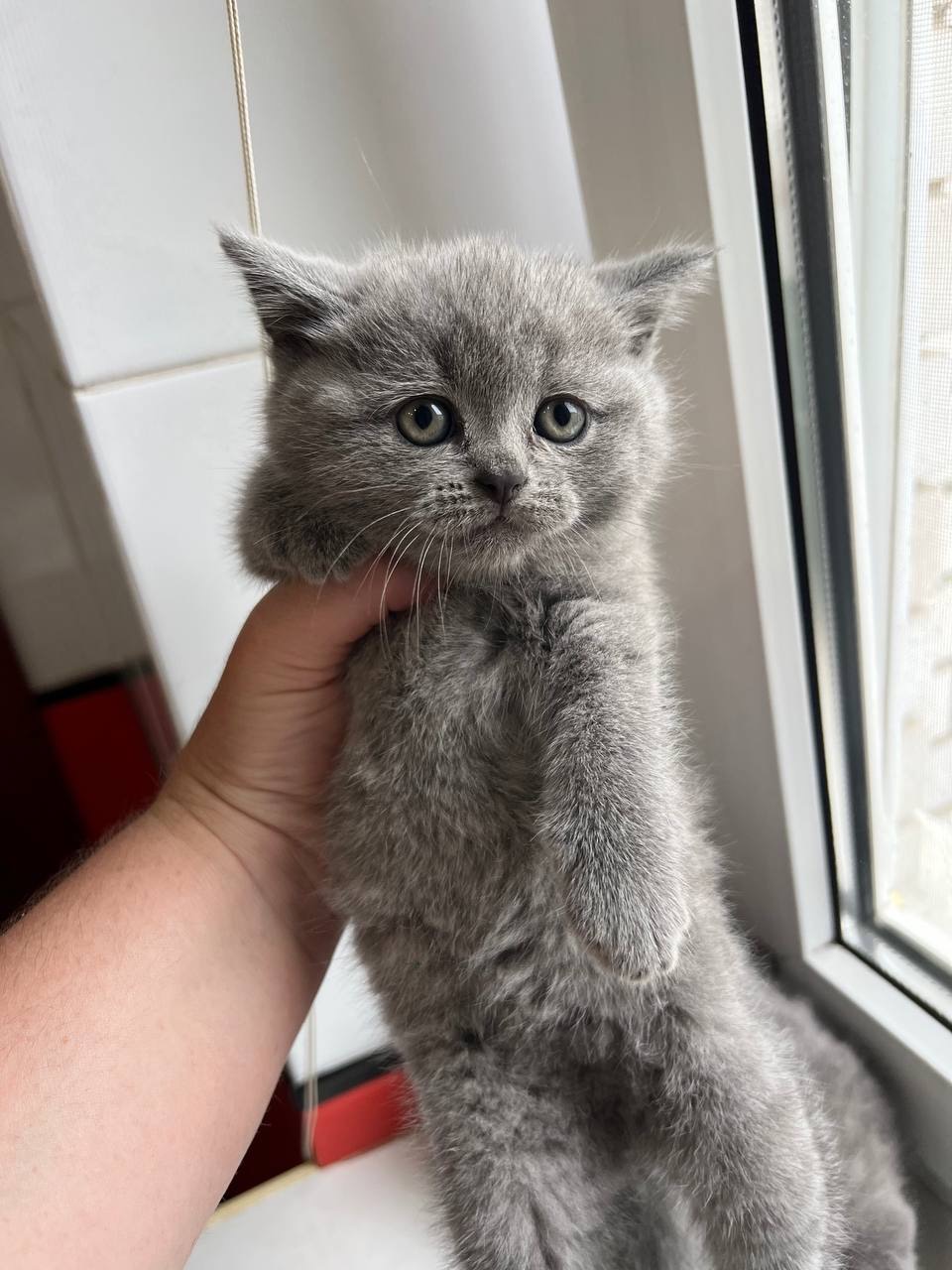 Розводим котят(спойлер не у воде)😅