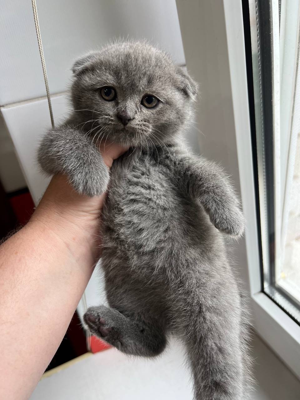 Розводим котят(спойлер не у воде)😅
