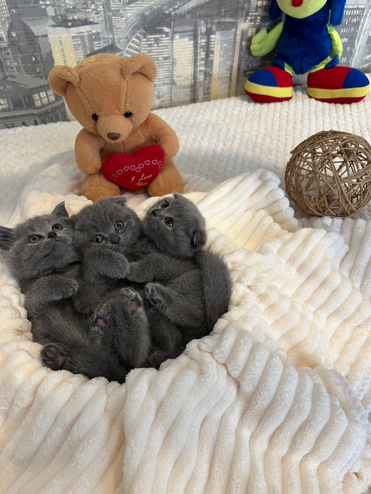 Кошенята скотіш фолд та скотіш страйт