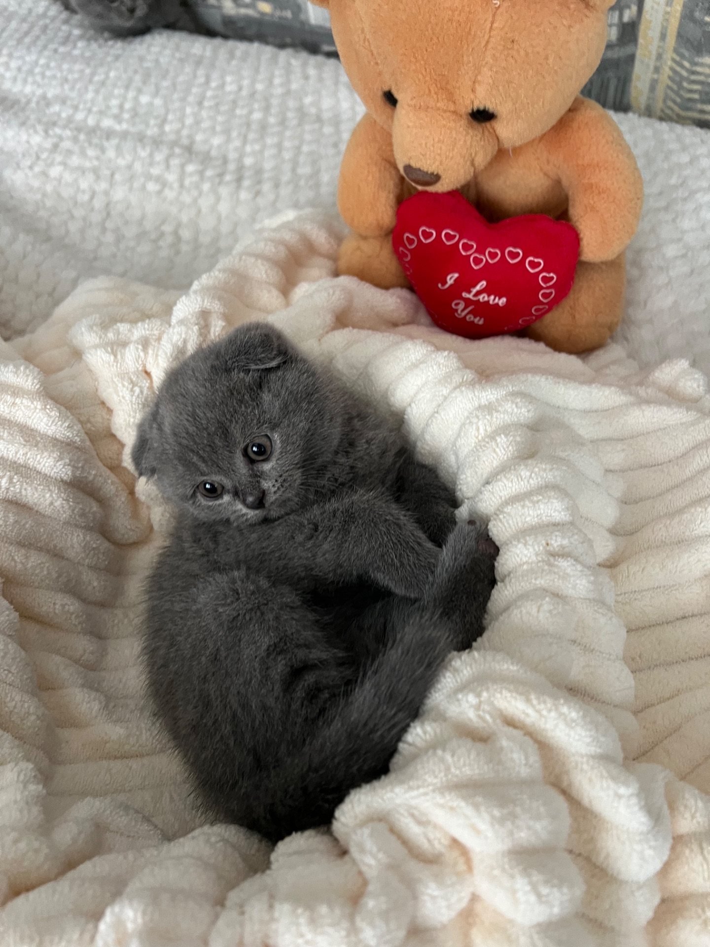 Кошенята скотіш фолд та скотіш страйт