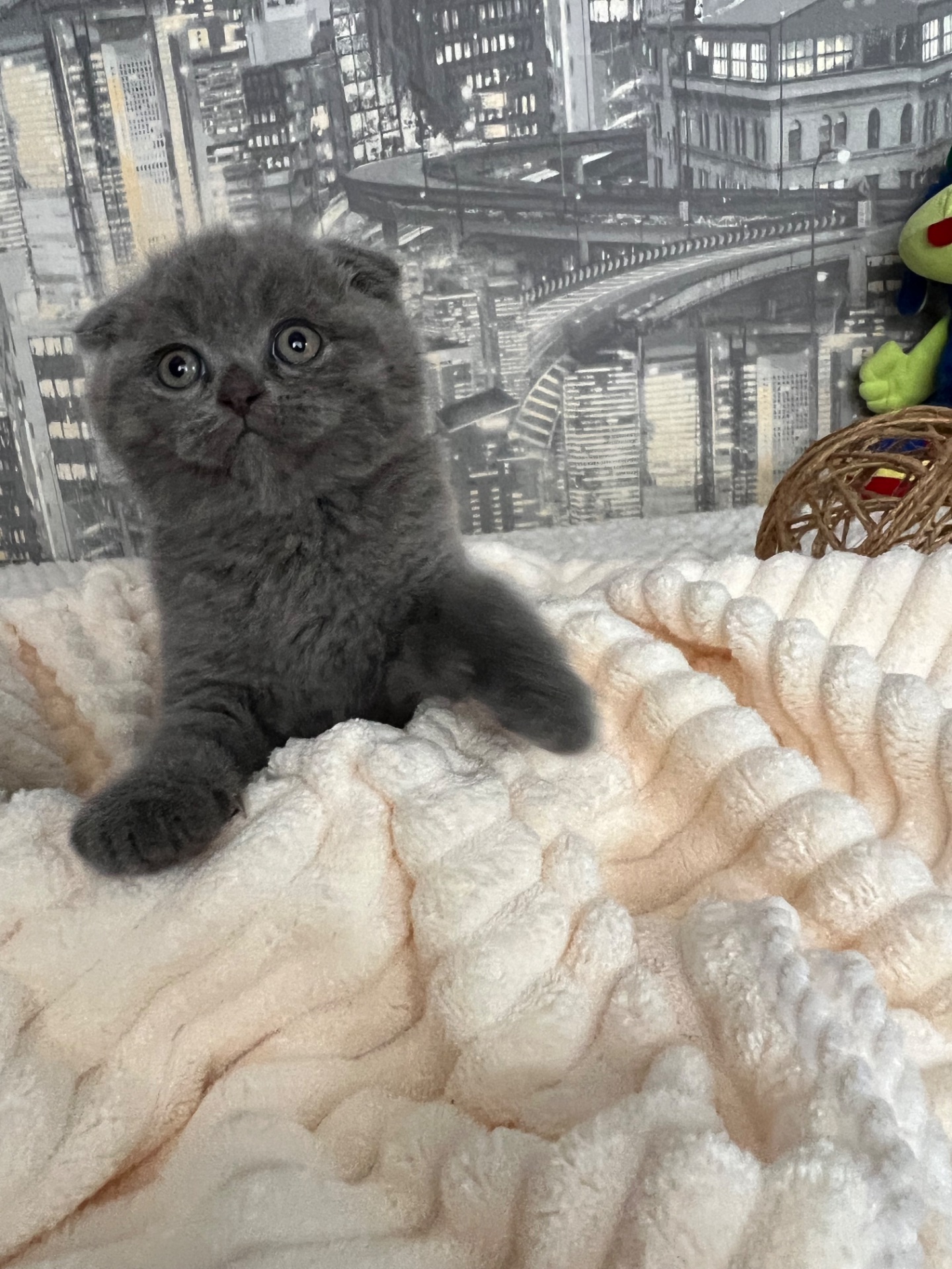 Кошенята скотіш фолд та скотіш страйт