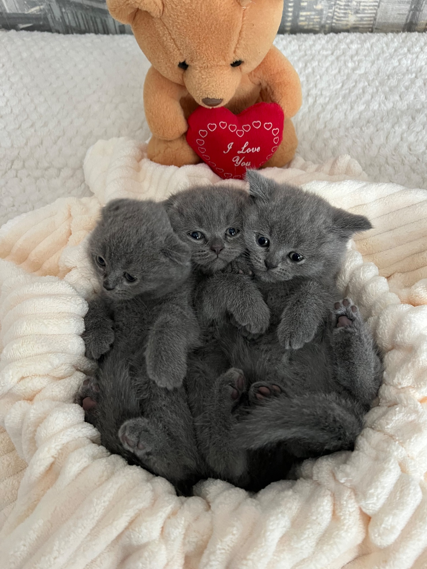 Кошенята скотіш фолд та скотіш страйт