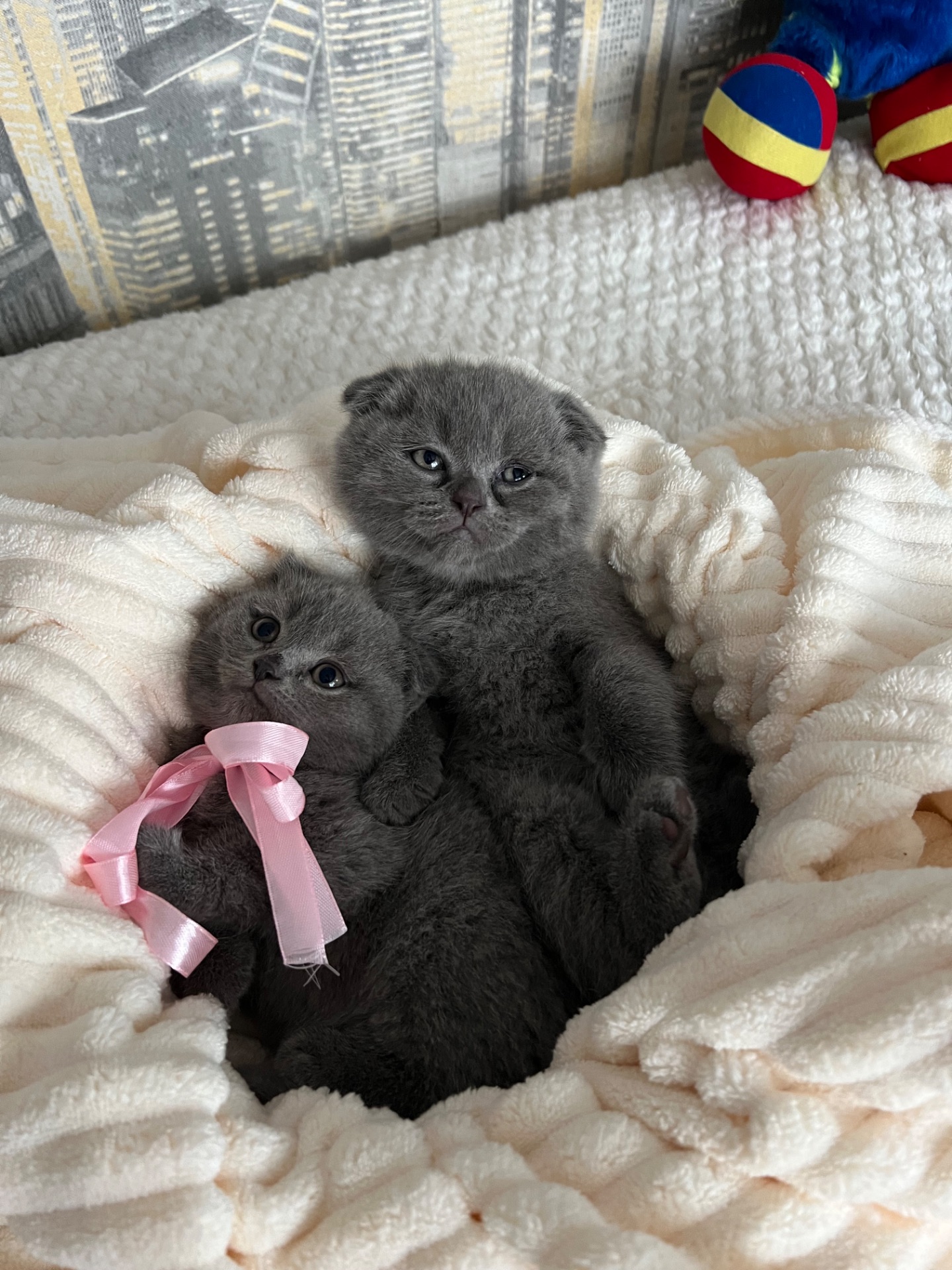 Кошенята скотіш фолд та скотіш страйт