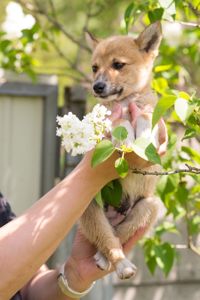 Цуценя лисеня Фокс шукає родину