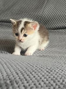 Котята золотой шиншиллы