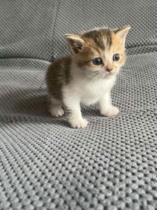 Котята золотой шиншиллы