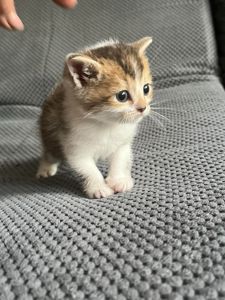 Котята золотой шиншиллы