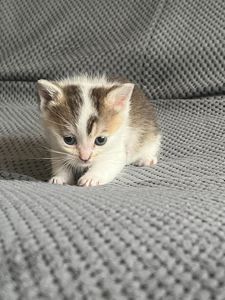 Котята золотой шиншиллы
