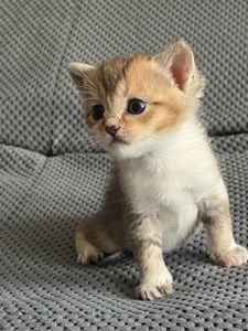 Котята золотой шиншиллы