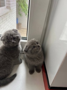 Розводим котят(спойлер не у воде)😅