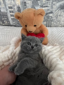 Кошенята скотіш фолд та скотіш страйт