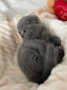 Кошенята скотіш фолд та скотіш страйт