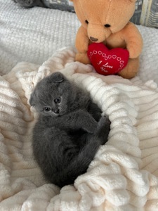 Кошенята скотіш фолд та скотіш страйт