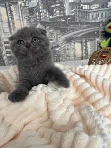 Кошенята скотіш фолд та скотіш страйт