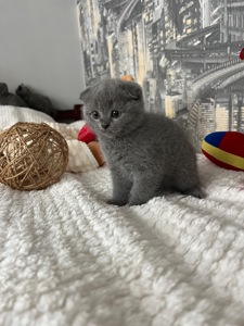 Кошенята скотіш фолд та скотіш страйт