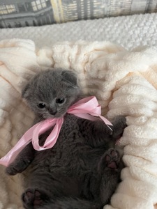 Кошенята скотіш фолд та скотіш страйт