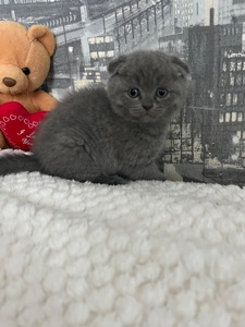 Кошенята скотіш фолд та скотіш страйт