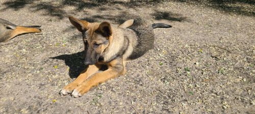 Шукають дім дві чудові дівчинки 🐾