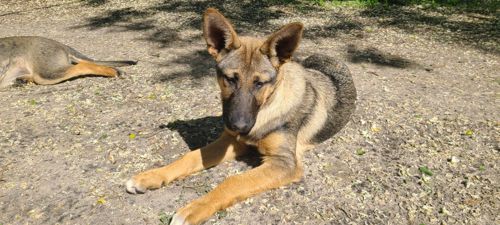 Шукають дім дві чудові дівчинки 🐾