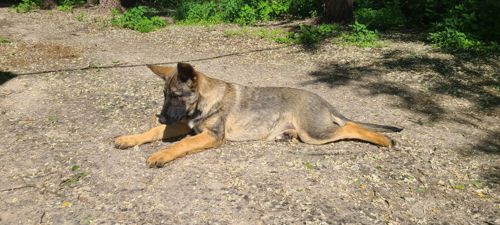 Шукають дім дві чудові дівчинки 🐾