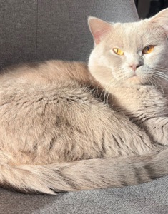 шотландський котик шукає кішечку