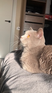 шотландський котик шукає кішечку