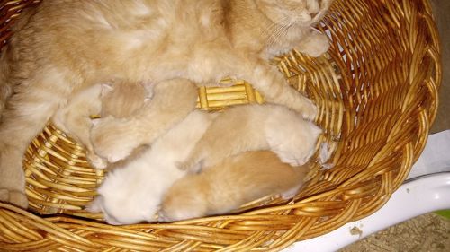 Кошенята на бронювання
