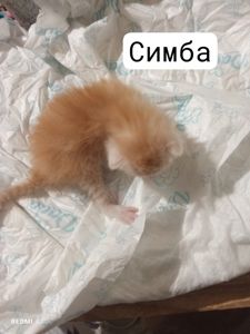 Кошенята на бронювання