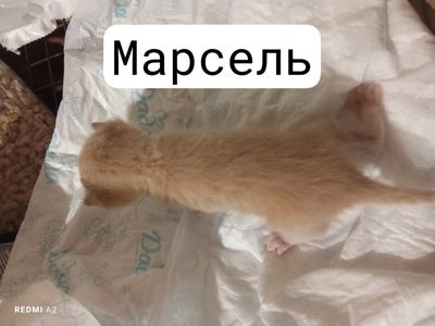 Кошенята на бронювання