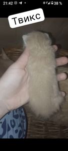 Кошенята на бронювання