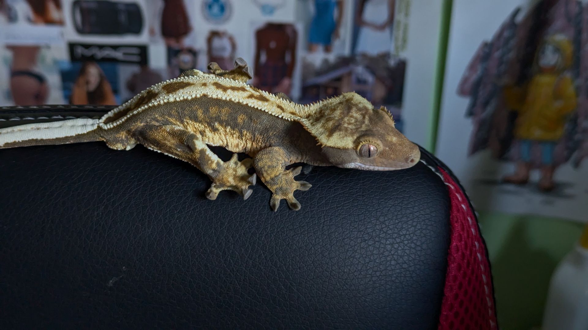 Бананоїд молодий