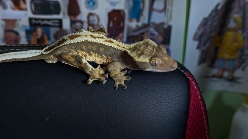 Бананоїд молодий