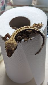 Бананоїд молодий