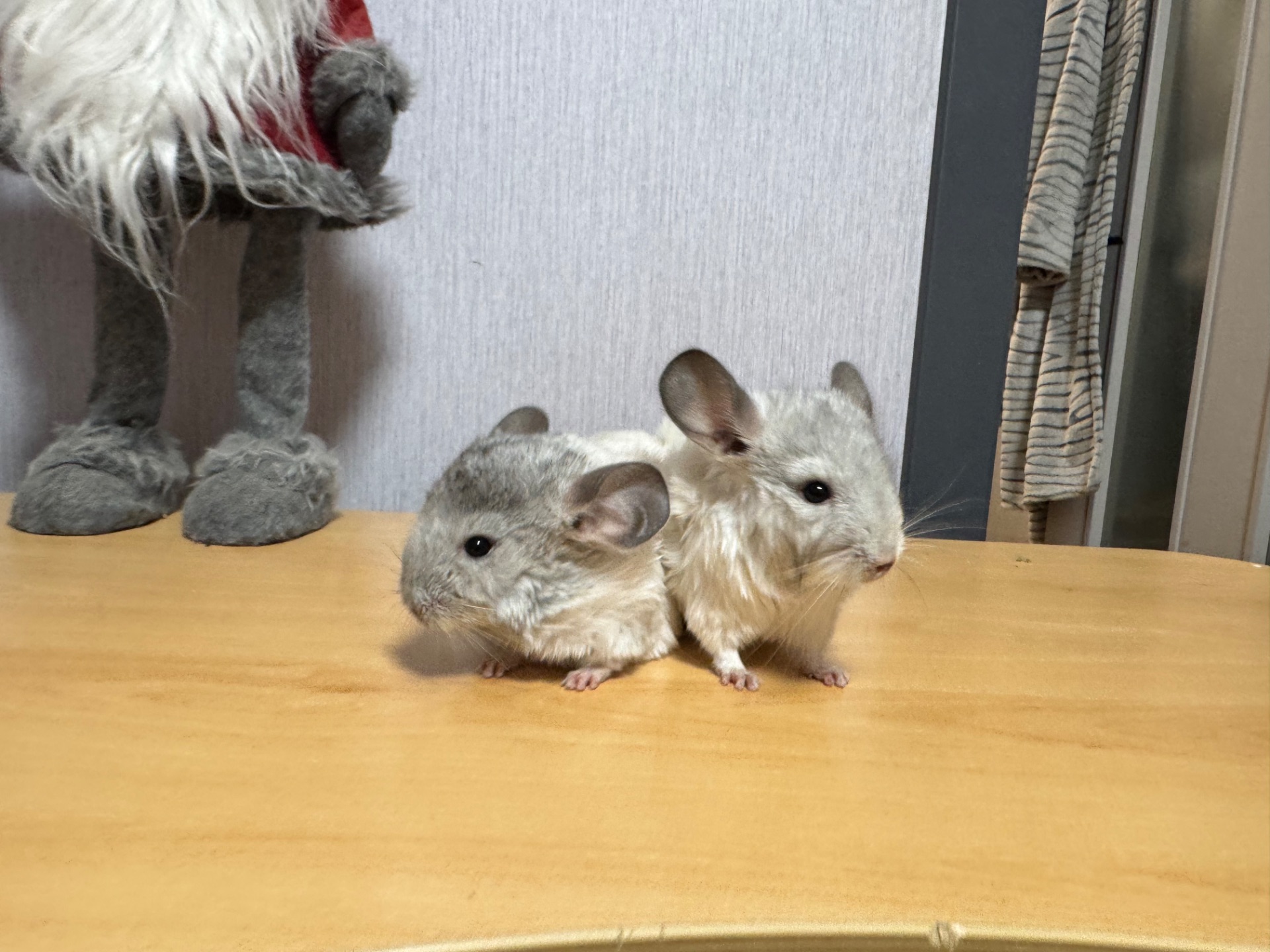 Шиншилли, два хлопчики