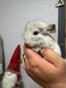 Шиншилли, два хлопчики