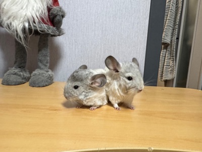 Шиншилли, два хлопчики